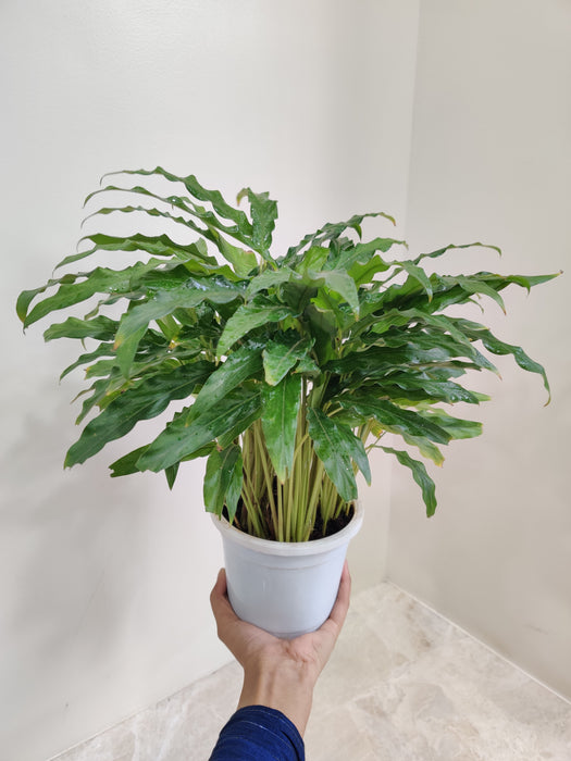 Calathea Green Indoor Plant in White Pot