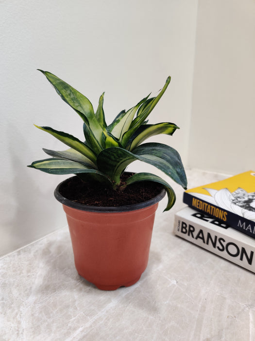 Low maintenance indoor Silver Streak plant