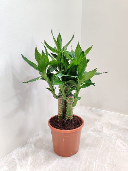lotus bamboo vs lucky bamboo Lotus Bamboo Live Plants 30 cm (6 Sticks)