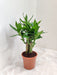 Lotus-Bamboo-Indoor-Bonsai-Green-Leaves-12cm-Pot