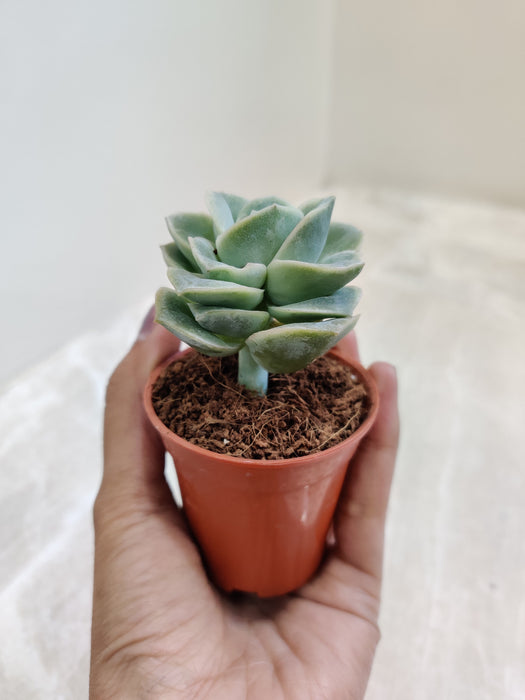 succulent lovely rose Graptoveria 'Lovely Rose'