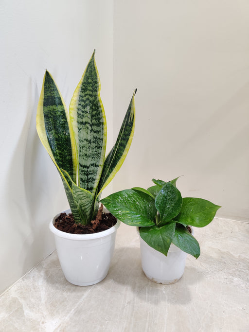 Indoor Money Plant and Snake Plant Duo