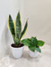Indoor Money Plant and Snake Plant Duo