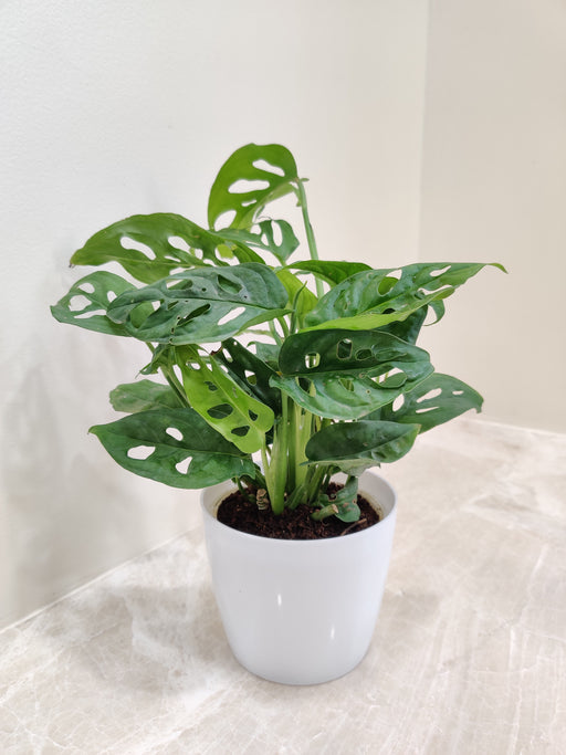 Elegant Monstera plant in a white ceramic pot for office decor