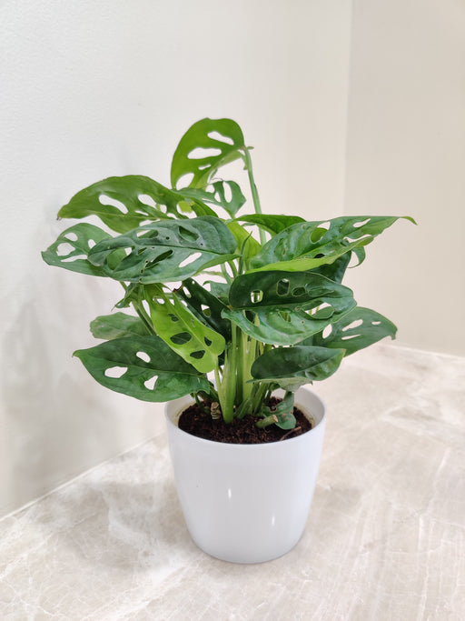 monstera office plant Buy Monstera Plant Online