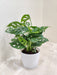 Elegant Monstera plant in a white ceramic pot for office decor