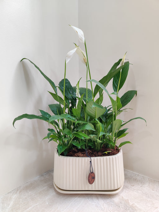 Peace Lily corporate gifting plant in cream planter