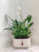 Peace Lily corporate gifting plant in cream planter