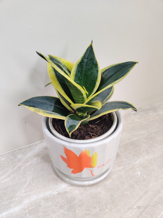 Elegant Snake Plant in Ceramic Pot