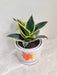 Elegant Snake Plant in Ceramic Pot