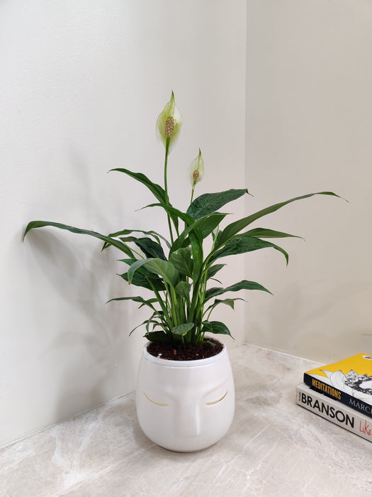 Air purifying Peace Lily plant for healthier indoor air