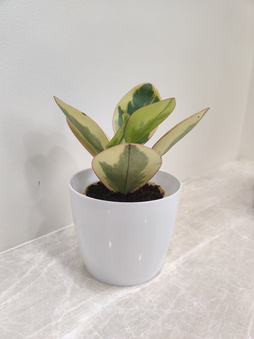 Elegant Tricolor Peperomia Plant for Corporate Gifting