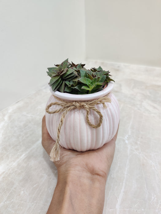 Indoor succulent plant gift