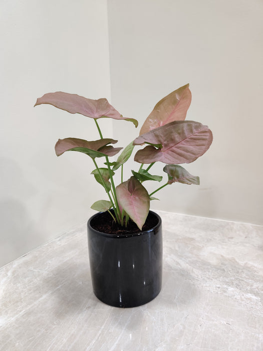 Elegant Pink Syngonium leaf close-up.