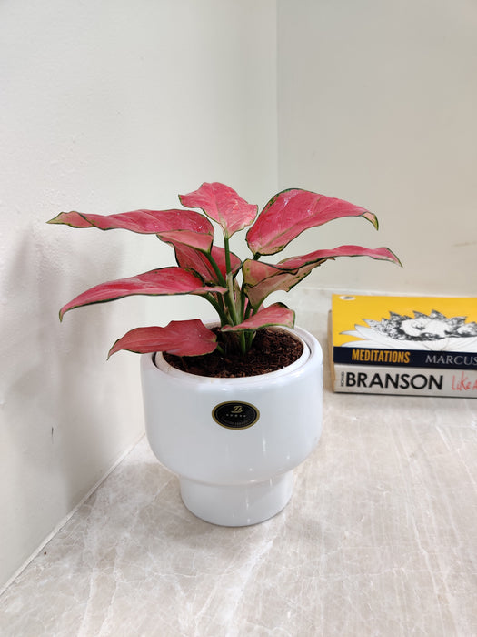 Lush Aglaonema Red Charm in a sleek white pot for gifting