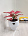 Lush Aglaonema Red Charm in a sleek white pot for gifting