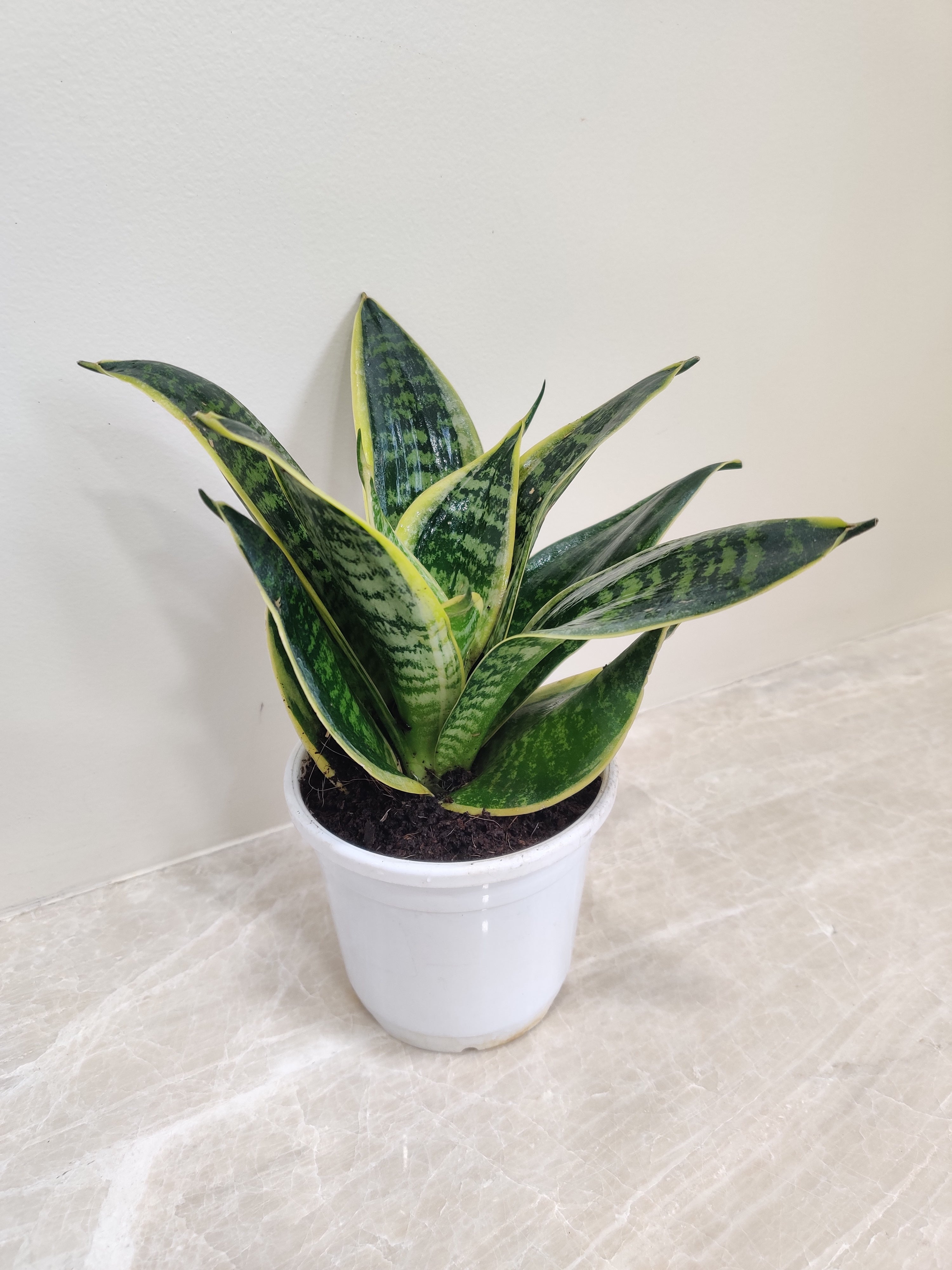 Sansevieria (Snake Plant) Futura Superba Green Big