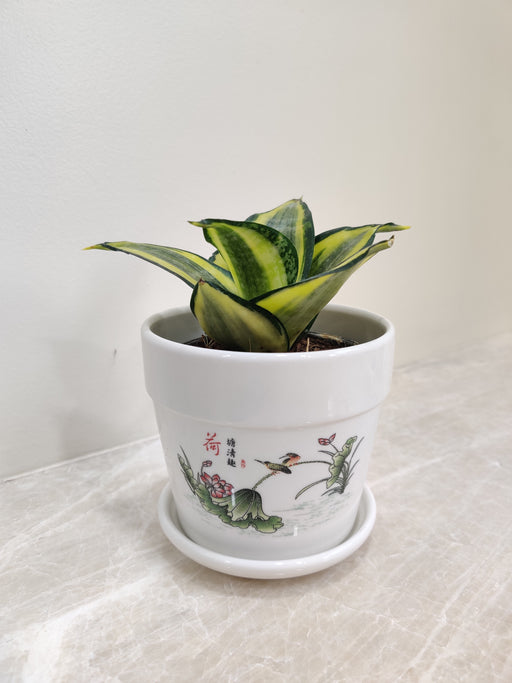 Elegant Snake Plant in a white ceramic pot for corporate gifting