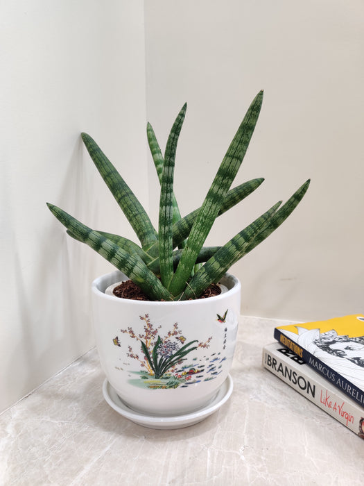 Air Purifying Snake Plant for Healthier Environment
