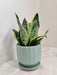 Air Purifying Snake Plant Ideal for Workspaces