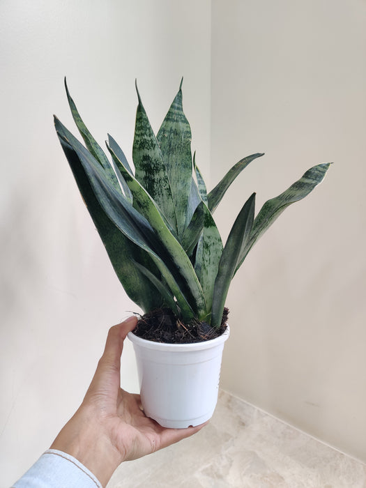 Air-purifying indoor Sansevieria Princess plant