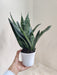 Air-purifying indoor Sansevieria Princess plant