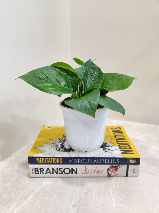 Lush Green Money Plant on Inspirational Books Indoor Plant
