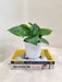 Lush Green Money Plant on Inspirational Books Indoor Plant
