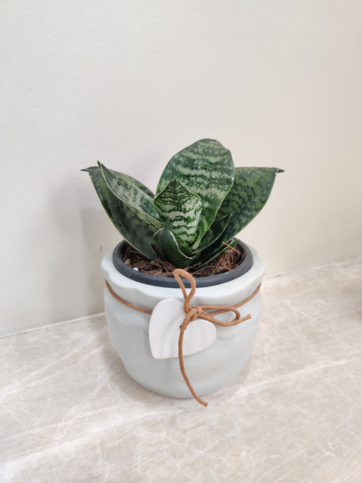Elegant Snake Plant in a White Pot for Corporate Gifting