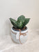 Elegant Snake Plant in a White Pot for Corporate Gifting