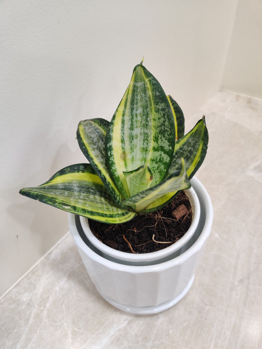 Corporate Gift Ready Snake Plant in Sleek Pot