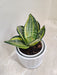 Corporate Gift Ready Snake Plant in Sleek Pot