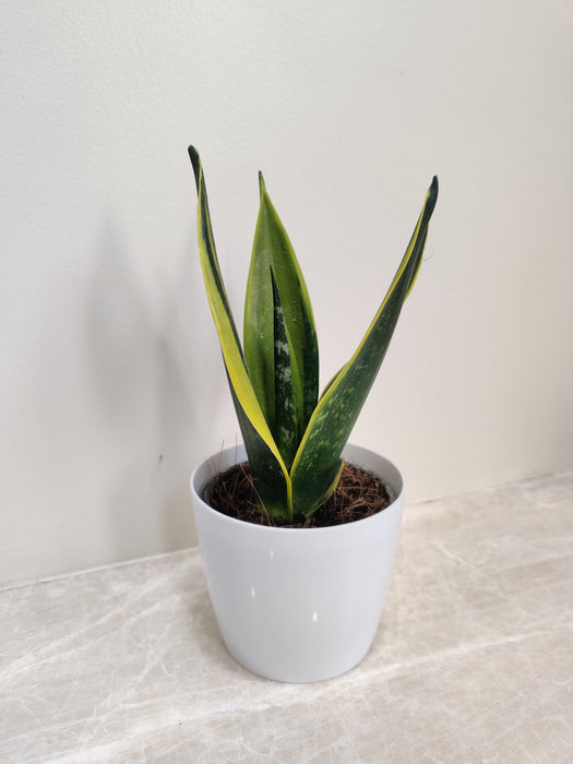 Snake Plant Corporate Gift Idea
