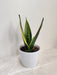 Snake Plant Corporate Gift Idea