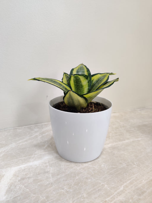 Elegant Snake Plant in a White Plastic Pot for Corporate Gifting