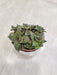 Green and Purple Hued Succulent Plant for Office Decor
