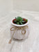Stylish succulent in ivory pot for corporate occasions
