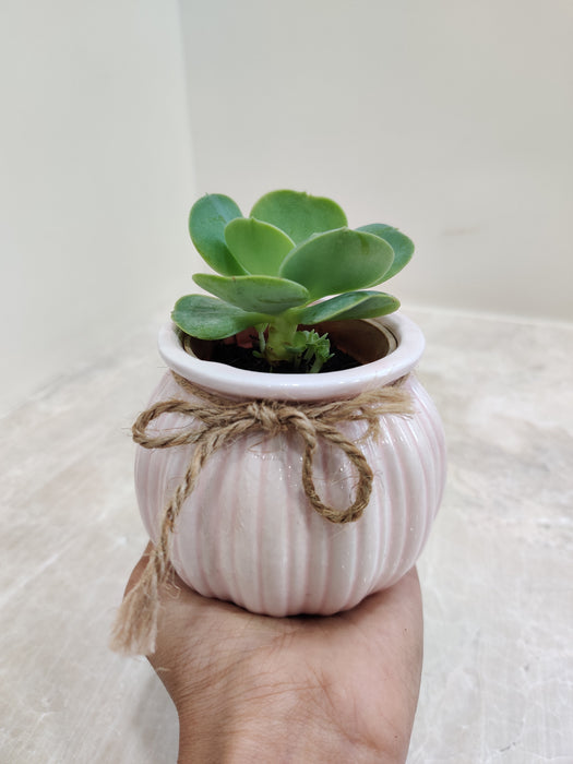 Elegant succulent plant perfect for corporate gifts
