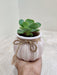 Elegant succulent plant perfect for corporate gifts