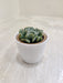 Elegant Succulent in White Plastic Pot