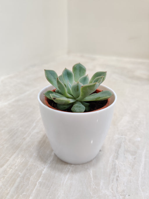 Elegant Succulent in White Plastic Pot for Corporate Gifting