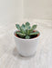 Elegant Succulent in White Plastic Pot for Corporate Gifting