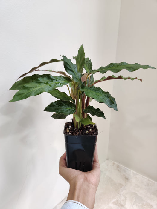 Mini Velvet Calathea with lush wavy leaves for indoor decor