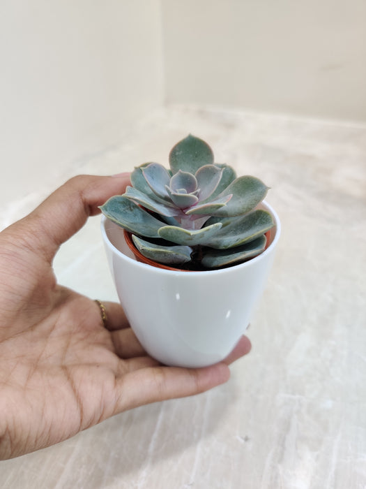 Low-Maintenance Office Succulent in White Pot