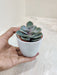 Low-Maintenance Office Succulent in White Pot
