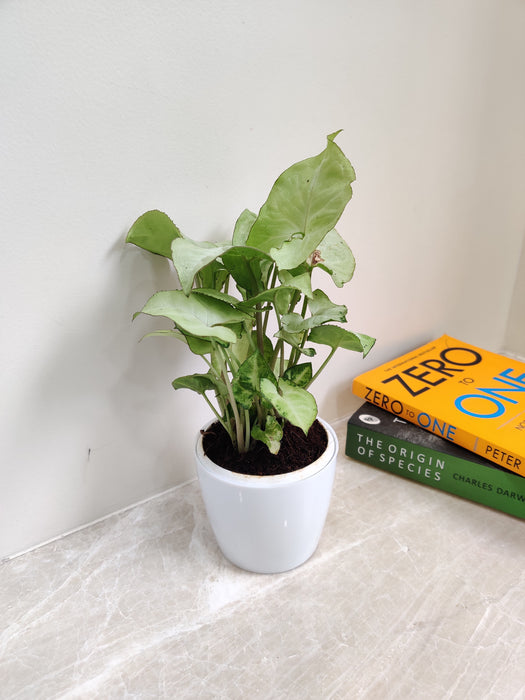 Pure Syngonium White desk plant