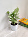 Pure Syngonium White desk plant