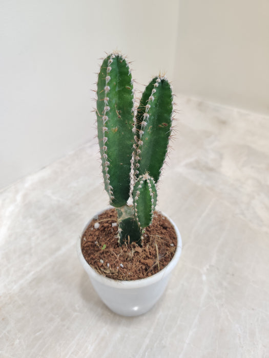 Low-maintenance Fairy Castle Cactus plant