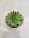 Green Succulent Desk Plant for Workspaces
