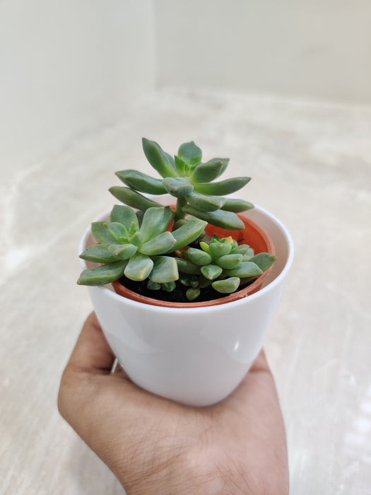 Resilient succulent in sleek pot